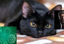 Cat to Human transmission of Covid19 detected in Thailand
