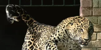 Leopard captured in Islamabad