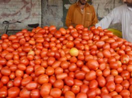 Tomato prices Pakistan