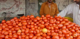 Tomato prices Pakistan