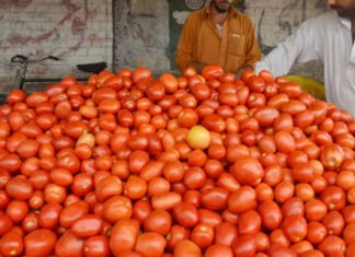 Tomato prices Pakistan