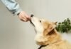 pet care schedule Petcarezo