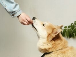 pet care schedule Petcarezo