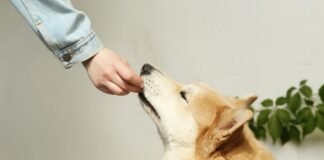 pet care schedule Petcarezo