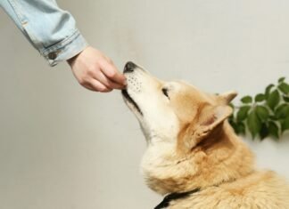 I Tried This Pet Care Schedule Guide – Here’s What Happened pet care schedule Petcarezo