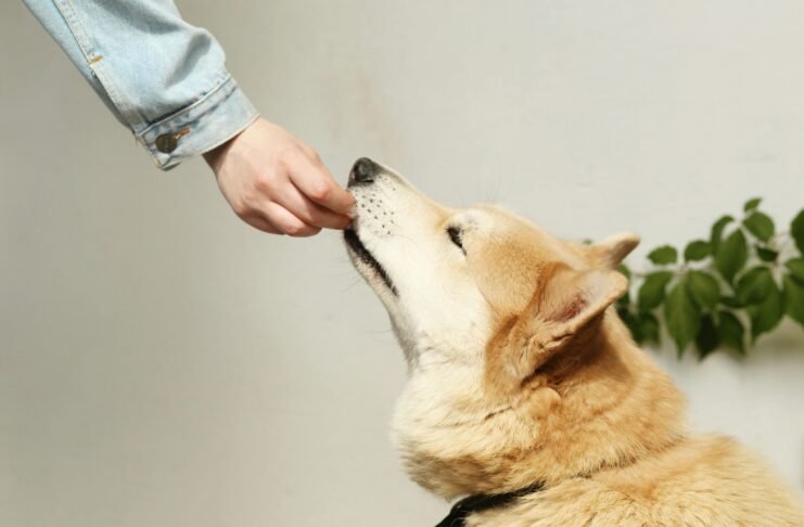 pet care schedule Petcarezo