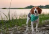Is Eggplant Safe for Dogs? What Every Pet Owner Needs to Know eggplant for dogs