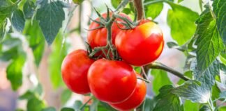 Here’s Why Tomato Prices Have Hit Record Highs in Pakistan
