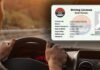 Sindh Changes Driving License Procedure